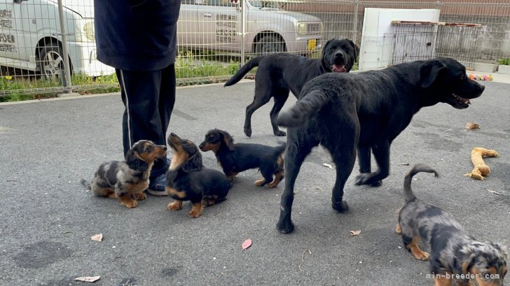 みんな仲良し～｜松本　範子(まつもと　のりこ)ブリーダー(栃木県・バーニーズ・マウンテン・ドッグなど・JKC登録)の紹介写真9