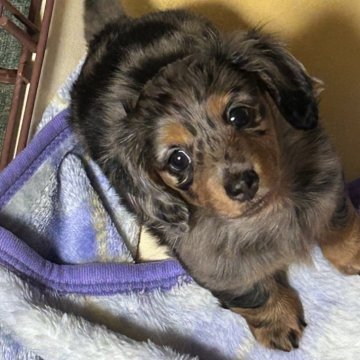 ミニチュアダックスフンド(ロング)【栃木県・女の子・2024年10月21日・シルバーダップル】の写真「パパカニンヘンＪＫＣＣＨ犬」