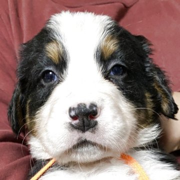 バーニーズ・マウンテン・ドッグ【栃木県・男の子・2025年10月30日・ブラックラスト&ホワイト】の写真「もふもふ感最高!」