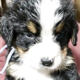 バーニーズ・マウンテン・ドッグ