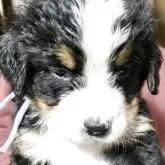 バーニーズ・マウンテン・ドッグ