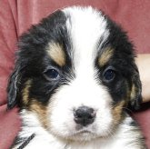 バーニーズ・マウンテン・ドッグ