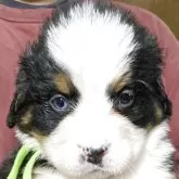 バーニーズ・マウンテン・ドッグ