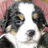 バーニーズ・マウンテン・ドッグ