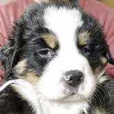 バーニーズ・マウンテン・ドッグ