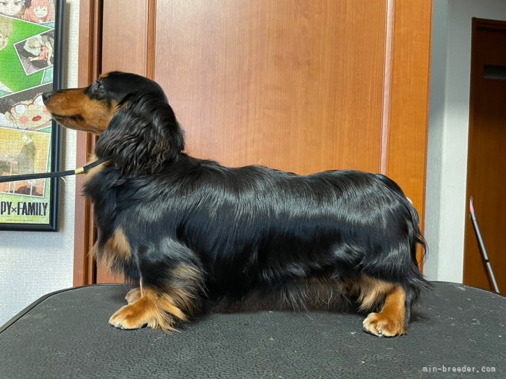 ミニチュアダックスフンド(ロング)【・男の子・2022年1月8日・ブラックタン】