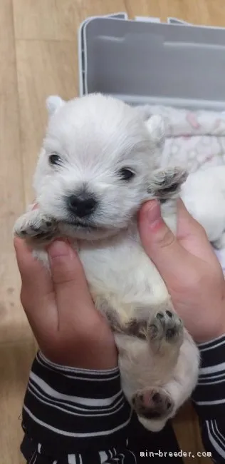 M.I 様のお迎えした子犬