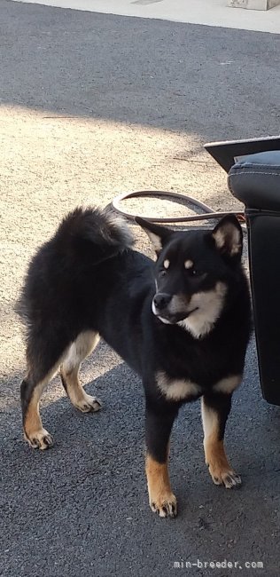 柴犬【・女の子・2021年5月30日・黒】