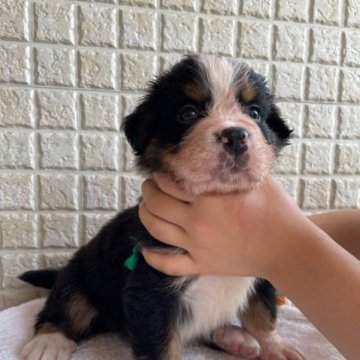 バーニーズ・マウンテン・ドッグ【栃木県・男の子・2023年4月1日・ブラックラスト&ホワイト】の写真「柄の綺麗な子です」