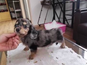 トイプードル×ダックス【栃木県・男の子・2017年8月5日・シルバーダップル】の写真「柄の綺麗な子です」