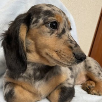 ミニチュアダックスフンド(ロング)【栃木県・男の子・2023年8月29日・シルバーダップル】の写真「パパＪＫＣＣＨです！」