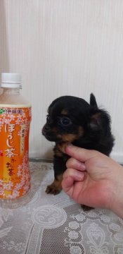 チワワ×ダックス【栃木県・女の子・2019年12月20日・ブラックタン】の写真「とても小さいの女の子です」