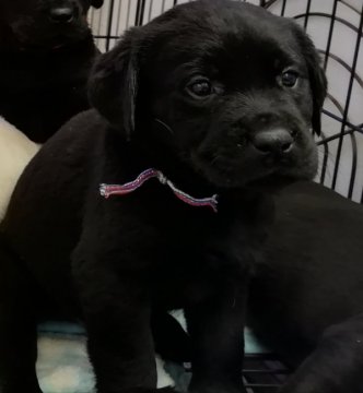 黒ラブ×イエローラブ【栃木県・男の子・2019年1月10日・ブラック】の写真「やんちゃボーイ」