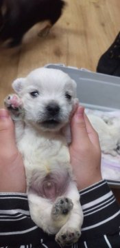 ウエストハイランドホワイトテリア【栃木県・男の子・2019年12月13日・ホワイト】の写真「チョッと小さめ男の子②」