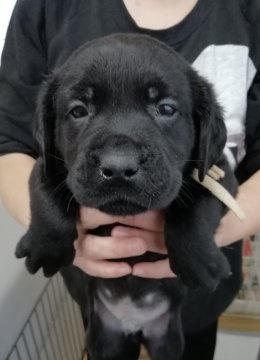 黒ラブ×イエローラブ【栃木県・男の子・2019年1月10日・ブラック】の写真「むっちりボーイ」