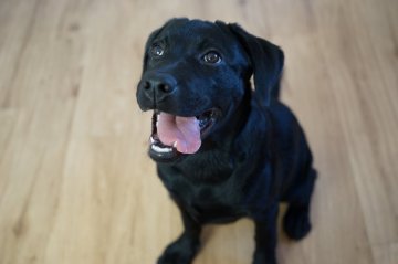 ラブラドールレトリバー【栃木県・女の子・2017年5月4日・ブラック】の写真「五女ちゃんです」