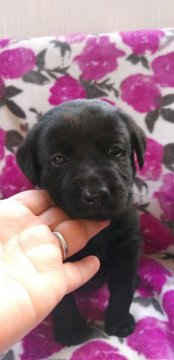 ラブラドールレトリバー【栃木県・男の子・2021年11月2日・ブラック】の写真「ママ似のイケメン」