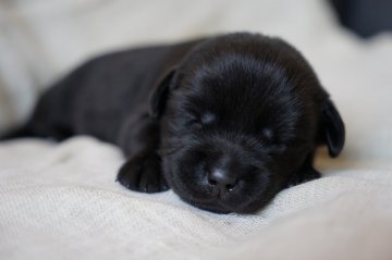 ラブラドールレトリバー【栃木県・男の子・2017年5月4日・ブラック】の写真「おっとりな長男くん」