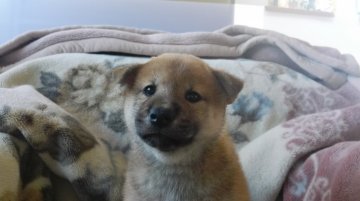 柴犬(標準サイズ)【栃木県・女の子・2018年8月27日・赤】の写真「丸々の元気娘です」