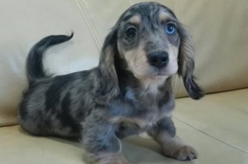 ミニチュアダックスフンド(ロング)【栃木県・男の子・2016年12月7日・シルバーダップル】の写真「とても人懐っこいんです」