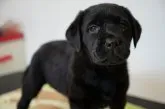 ラブラドールレトリバー【栃木県・女の子・2017年5月4日・ブラック】の写真1「赤　女の子(6/20撮影)」