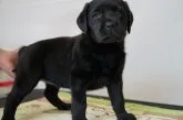 ラブラドールレトリバー【栃木県・女の子・2017年5月4日・ブラック】の写真2「6/20撮影」