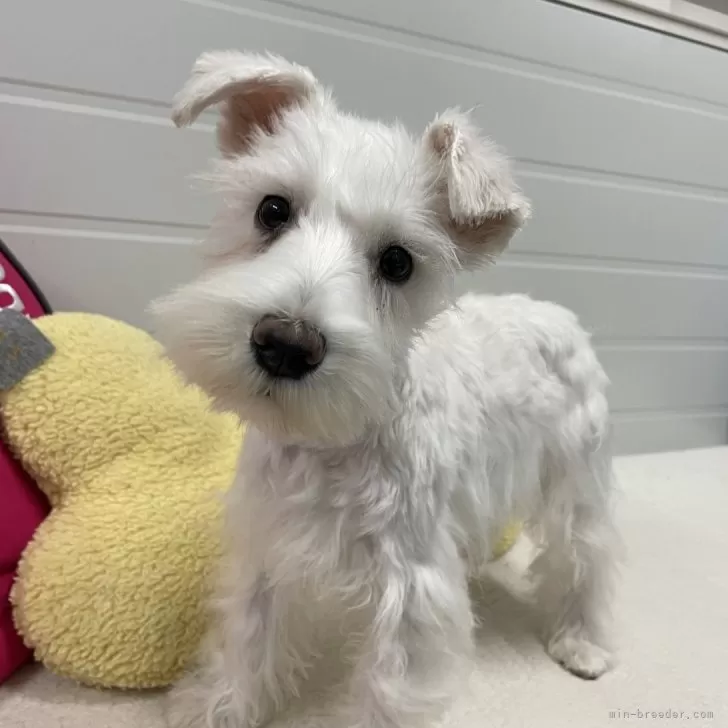 ID：2411-01460の子犬