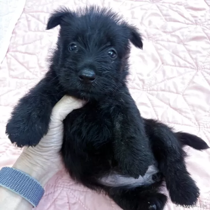 ID：2508-03855の子犬