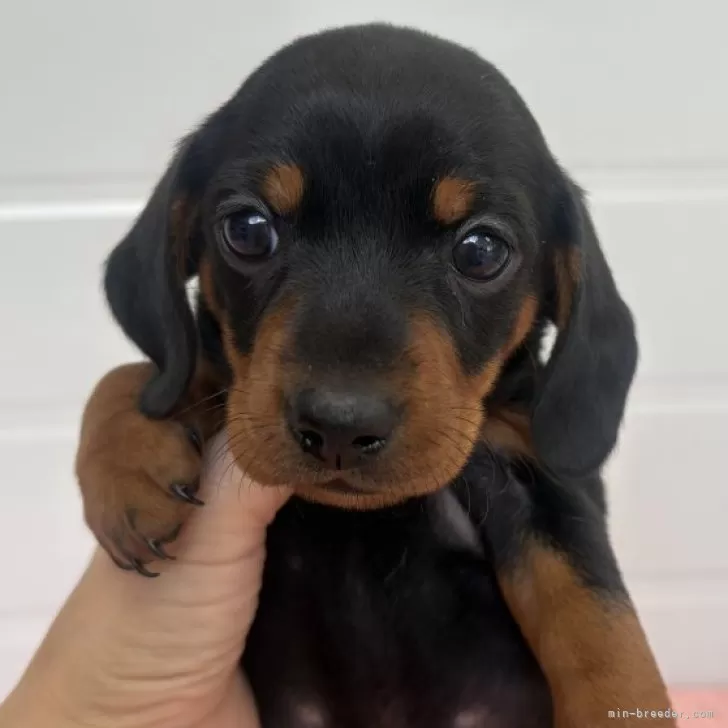 ID：2502-02256の子犬