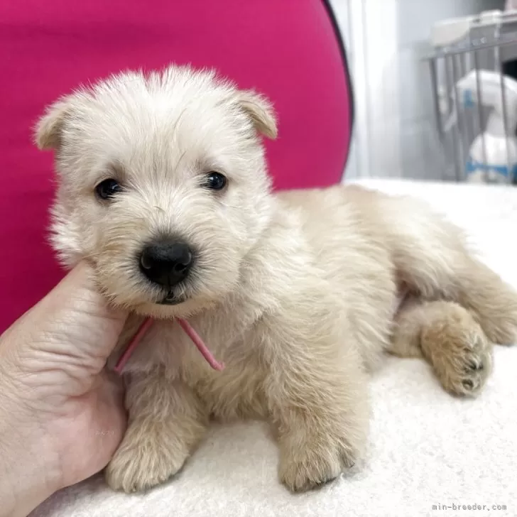 ID:2508-03854の子犬
