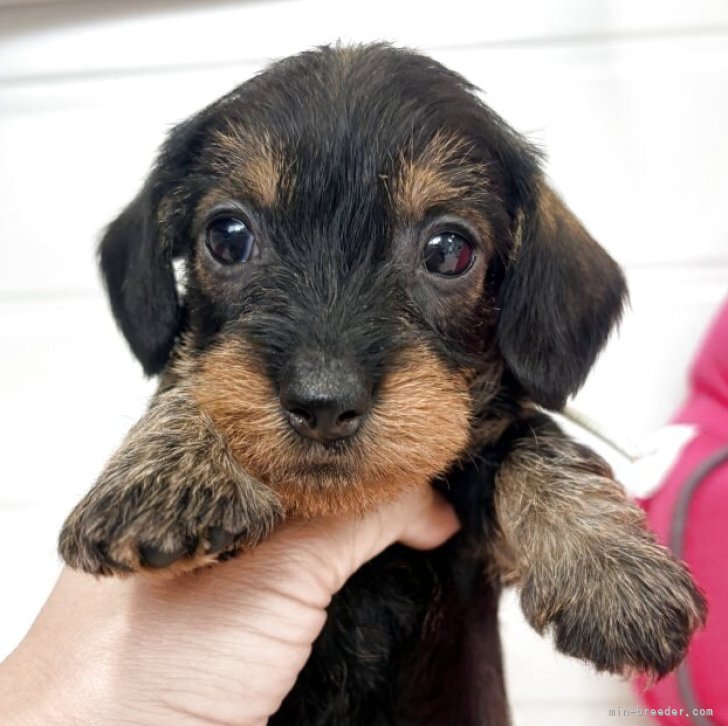 ブリーダー画像