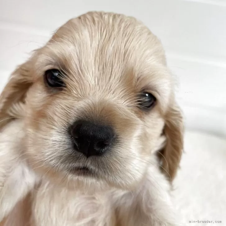 ID:2506-00162の子犬