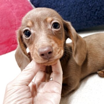 カニンヘンダックスフンド(スムース)【千葉県・女の子・2025年9月7日・チョコレート&タン】の写真「パパはブルータンダップル、両親PRAクリア」