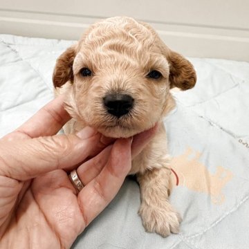 ビションプー(ビションフリーゼ×トイプードル)【千葉県・男の子・2025年11月15日・クリーム】の写真「人気のビションプ―ふわもこちゃんになります」