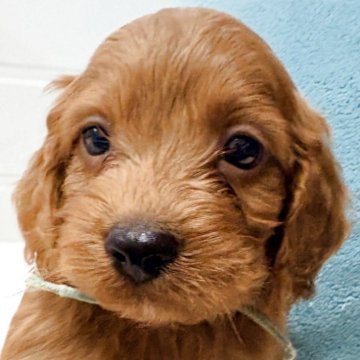 【千葉県・男の子・2025年8月25日・アプリコット】の写真「人気のコッカプー」