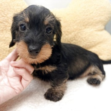 ミニチュアダックスフンド(ワイアー)【千葉県・女の子・2025年9月13日・レッド(デッドリーフ)】の写真「パパインターナショナルチャンピオン両親PRAクリア」