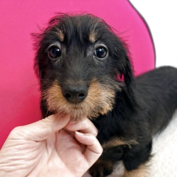 ミニチュアダックスフンド(ワイアー)【千葉県・女の子・2025年9月13日・ブラック&タン】の写真「両親PRAクリア、父インターチャンピオン」