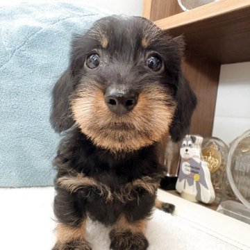 ミニチュアダックスフンド(ワイアー)【千葉県・女の子・2025年9月13日・ブラック&タン】の写真「ミニチュワイヤーダックスフンド両親PRAクリア安心」