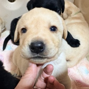 ラブラドールレトリバー【千葉県・男の子・2026年1月27日・イエロー】の写真「両親共に20ｋｇくらいのサイズです。」