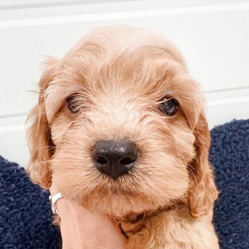 【千葉県・男の子・2025年8月25日・レッド】の写真「人気のコッカプー」