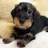 ミニチュアダックスフンド(ワイアー)