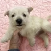 スコティッシュテリア