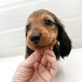 スタンダードダックスフンド(ロング)