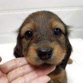 カニンヘンダックスフンド(ロング)