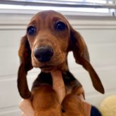 スタンダードダックスフンド(スムース)