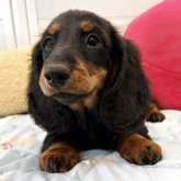 スタンダードダックスフンド(ロング)