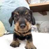 ミニチュアダックスフンド(ワイアー)