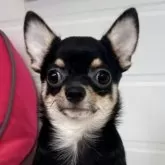 チワワ(スムース)