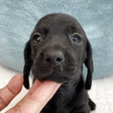 カニンヘンダックスフンド(スムース)