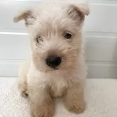 スコティッシュテリア
